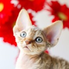 デボンレックスSNIPの仔猫 チョコレートマッカレルタビー♂ Devon Rex Kitten ChocolateMackerelTabby