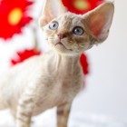 デボンレックスSNIPの仔猫 チョコレートマッカレルタビー♂ Devon Rex Kitten ChocolateMackerelTabby