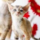 デボンレックスSNIPの仔猫 クラシックトービー&ホワイト♀ Devon Rex Kitten ClassicTorbie&White