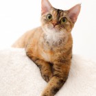 デボンレックス トービー DevonRex