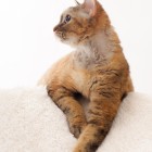 デボンレックス トーティー DevonRex
