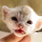 シンガプーラ アセラ 仔猫 #9792; SINGAPURA ACELA KITTEN
