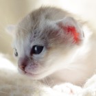 シンガプーラ アセラ 仔猫 #9792; SINGAPURA ACELA KITTEN