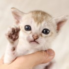 シンガプーラ アセラ 仔猫 #9792; SINGAPURA ACELA KITTEN