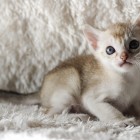 シンガプーラ アセラ 仔猫 #9792; SINGAPURA ACELA KITTEN