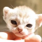 シンガプーラ アセラ 仔猫 #9792; SINGAPURA ACELA KITTEN