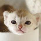 シンガプーラ アセラ 仔猫 #9792; SINGAPURA ACELA KITTEN