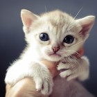 シンガプーラ アセラ 仔猫 #9792; SINGAPURA ACELA KITTEN