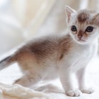 シンガプーラ アセラ 仔猫 #9792; SINGAPURA ACELA KITTEN