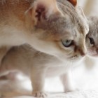 シンガプーラ アセラ 仔猫 #9792; SINGAPURA ACELA KITTEN