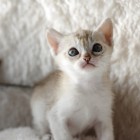 シンガプーラ アセラ 仔猫 #9792; SINGAPURA ACELA KITTEN