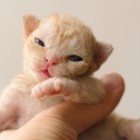 デボンレックスCATERINAの仔猫 レッドクラシックタビー♀ Devon Rex Kitten RedTabby