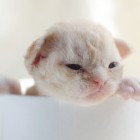 デボンレックスCATERINAの仔猫 レッドクラシックタビー♀ Devon Rex Kitten RedTabby