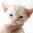 デボンレックスCATERINAの仔猫 レッドクラシックタビー♀ Devon Rex Kitten RedTabby
