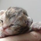 デボンレックスCATERINAの仔猫 ブラウンマッカレルタビー♀ Devon Rex Kitten BrownMackerelTabby