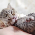 デボンレックスCATERINAの仔猫 ブラウンマッカレルタビー♀ Devon Rex Kitten BrownMackerelTabby