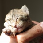 デボンレックスCATERINAの仔猫 ブラウンクラシックタビー♀ Devon Rex Kitten BrownClassicTabby