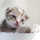 デボンレックスCATERINAの仔猫 ブラウンクラシックタビー♀ Devon Rex Kitten BrownClassicTabby