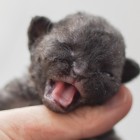 デボンレックスCATERINAの仔猫 ブラック♀ Devon Rex Kitten Black