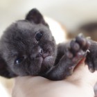 デボンレックスCATERINAの仔猫 ブラック♀ Devon Rex Kitten Black