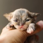 デボンレックスMEKOREの仔猫 トーティー♀ Devon Rex Kitten Tortie