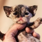 デボンレックスMEKOREの仔猫 トーティー♀ Devon Rex Kitten Tortie