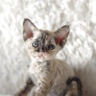 デボンレックスMEKOREの仔猫 トーティー♀ Devon Rex Kitten Tortie