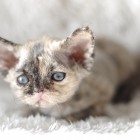 デボンレックスMEKOREの仔猫 トーティー♀ Devon Rex Kitten Tortie