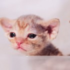 デボンレックス MAKOREの仔猫 レッドクラシックタビー♂ Devon Rex Kitten RedClassicTabby