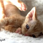 デボンレックス MAKOREの仔猫 レッドクラシックタビー♂ Devon Rex Kitten RedClassicTabby
