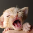 デボンレックス MAKOREの仔猫 レッドクラシックタビー♂ Devon Rex Kitten RedTabby
