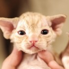 デボンレックス MAKOREの仔猫 レッドクラシックタビー♂ Devon Rex Kitten RedClassicTabby