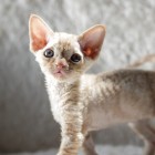 デボンレックス MAKOREの仔猫 レッドクラシックタビー♂ Devon Rex Kitten RedClassicTabby