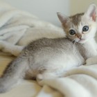 シンガプーラ アセラ 仔猫 #9792; SINGAPURA ACELA KITTEN