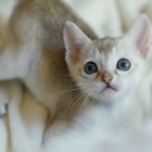 シンガプーラ アセラ 仔猫 #9792; SINGAPURA ACELA KITTEN