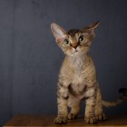 デボンレックスKIKIの仔猫 ブラウンタビー♂ Devon Rex Kitten BrownTabby