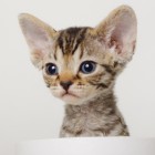 デボンレックスKIKIの仔猫 ブラウンマッカレルタビーメスDevon Rex Kitten BrownMackerelTabby