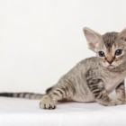 デボンレックスKIKIの仔猫 ブラウンマッカレルタビー♂ Devon Rex Kitten BrownMackerelTabby