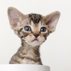 デボンレックスKIKIの仔猫 ブラウンクラシックタビーメス Devon Rex Kitten BrownClassicTabby