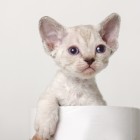 デボンレックスKIKIの仔猫 リンクスポイント♂ Devon Rex Kitten LynxPoint