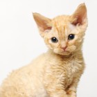 デボンレックスCATERINAの仔猫 レッドクラシックタビー♀ Devon Rex Kitten RedTabby