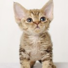 デボンレックスCATERINAの仔猫 ブラウンクラシックタビー♀ Devon Rex Kitten BrownClassicTabby