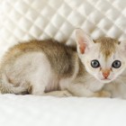 シンガプーラ ジジ 仔猫 #9792; SINGAPURA GIGI KITTEN