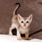 シンガプーラ ジジ 仔猫 ♂ SINGAPURA GIGI KITTEN