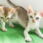 シンガプーラ ジジ 仔猫 ♂ SINGAPURA GIGI KITTEN