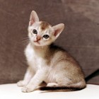 シンガプーラ ジジ 仔猫 ♂ SINGAPURA GIGI KITTEN