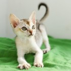 シンガプーラ ジジ 仔猫 ♂ SINGAPURA GIGI KITTEN