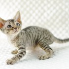 デボンレックスKIKIの仔猫 ブラウンマッカレルタビーメス Devon Rex Kitten BrownMackerelTabby