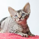 デボンレックスKIKIの仔猫 ブラウンマッカレルタビーメス Devon Rex Kitten BrownMackerelTabby
