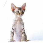 デボンレックスKIKIの仔猫 ブラウンマッカレルタビーメス Devon Rex Kitten BrownMackerelTabby